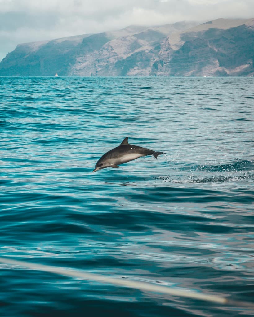 Whale & Dolphin Excursions