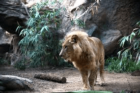 Loro Parque – 4