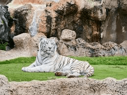 Loro Parque – 6