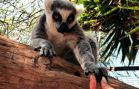 Monkey Park – 4