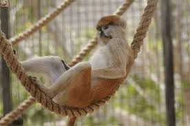 Monkey Park – 5